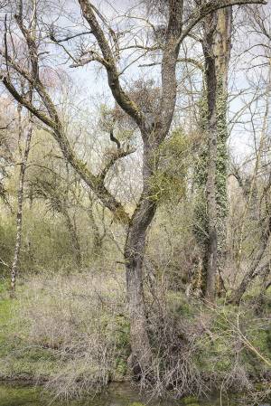 Forêt de Chaux vers Dole