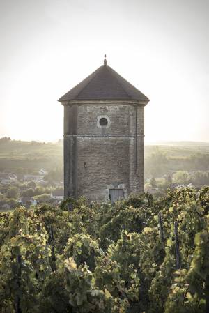 Tour du Curon, dans les vignes d'Arbois (Jura)